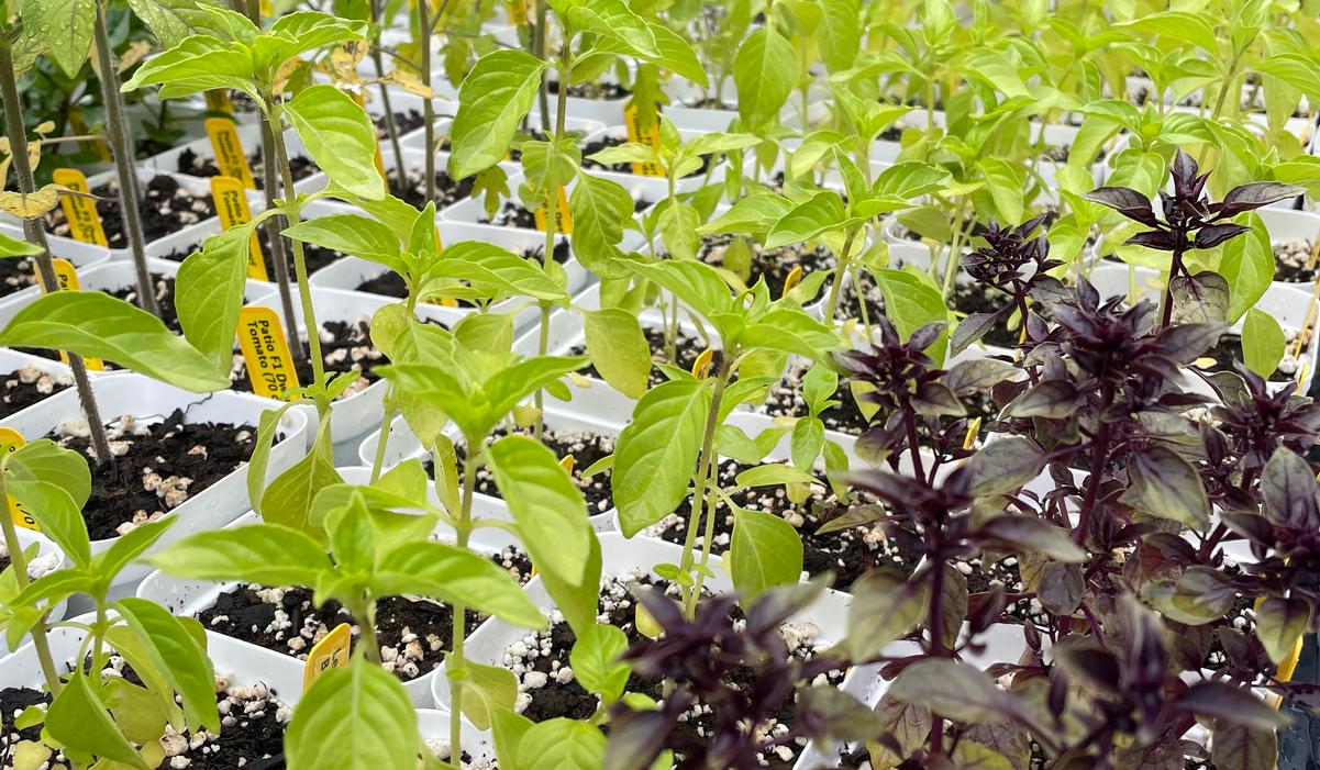 Basil and Patio Tomato Varieties at Berwyn Plants Basil and Patio Tomato Varieties at Berwyn Plants