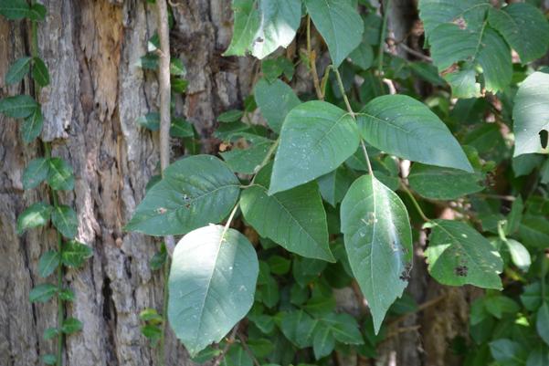 A Plant That Bites Back