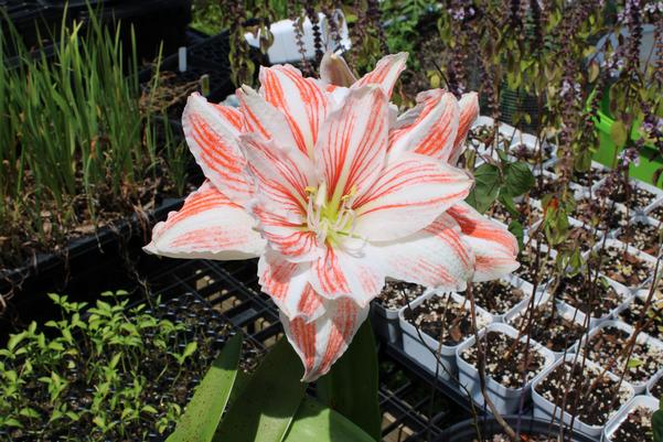 Amaryllis In Bloom