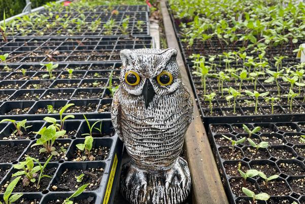 Whooo's Watching The Plants