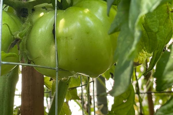 Tomato Success