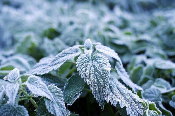First Frost & Freeze Dates for Berwyn Heights/College Park/Greenbelt