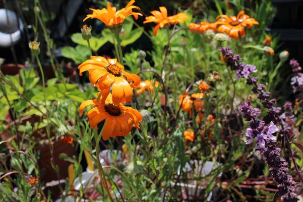 Benefits of Buying Plants at Local Nurseries