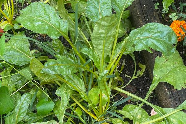 Keeping the Garden Growing: Summer to Fall Transition