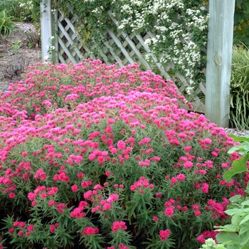 Aster novae-angliae (Hardy NE Aster) - 'Alma Potschke'
