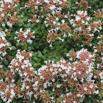 Abelia x chinensis (Glossy Abelia) - Rose Creek Abelia