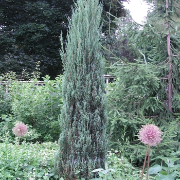Juniperus scopulorum - 'Blue Arrow' Juniper