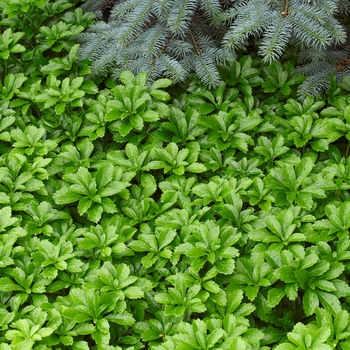 Pachysandra terminalis 'Green Sheen' - Green Sheen Japanese Spurge