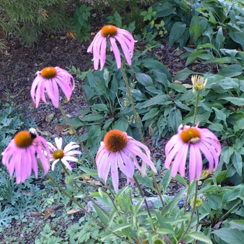 Echinacea purpurea - Purple Coneflower