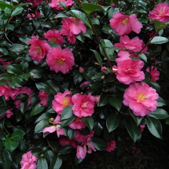 Camellia sasanqua 'Shishi Gashira' - Shishi Gashira Camellia