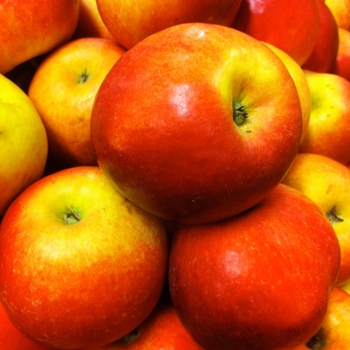 Malus domestica 'Idared' - Idared Apple (Semi-Standard)