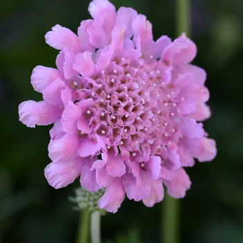 Scabiosa columbaria 'Balfluttropi' - Flutter&trade; Rose Pink Pincushion