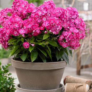 Phlox paniculata 'Versweta' - Bambini&reg; Sweet Tart Phlox
