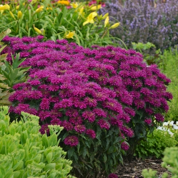 Monarda didyma 'Grape Gumball' - Sugar Buzz&reg; Grape Gumball Bee Balm