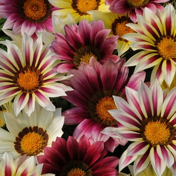 Gazania rigens - New Day&reg; Strawberry Shortcake Gazania Mix