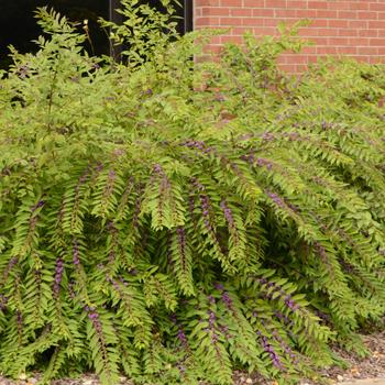 Callicarpa dichotoma - Issai Beautyberry