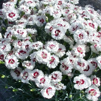 Dianthus Hybrid ‘WP05 Yves' - Scent First&reg; Coconut Surprise Dianthus
