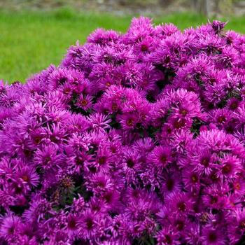 Symphyotrichum novae-angliae 'Pink Crush' - Pink Crush Aster