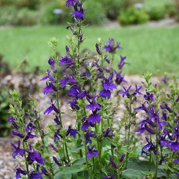 Lobelia x speciosa - Starship&trade; Blue Cardinal Flower