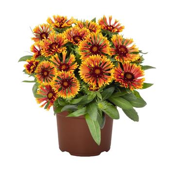 Gaillardia aristata - SpinTop&trade; Mariachi Copper Sun Blanket Flower
