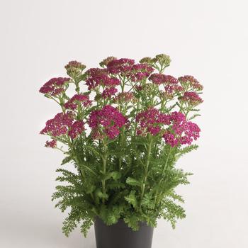 Achillea millefolium - Milly Rock&trade; Rose Yarrow