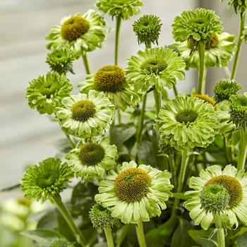 Echinacea hybrid - SunSeekers Apple Green Coneflower