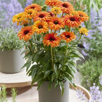 Echinacea x 'IFECSSMIN' - SunSeekers® Mineola Coneflower