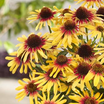 Echinacea hybrid - SunSeekers Tequila Sunrise Coneflower