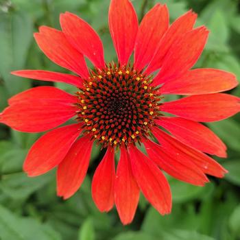 Echinacea - Panama&trade; Red Coneflower
