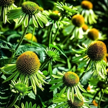Echinacea purpurea - Alan's Pride Coneflower