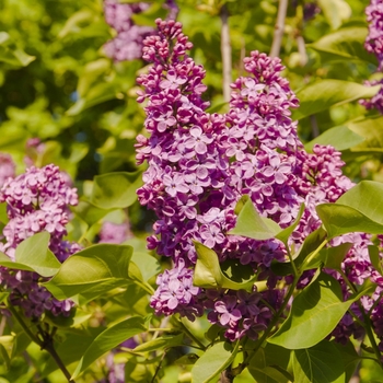 Syringa vulgaris 'Congo' - Congo Lilac