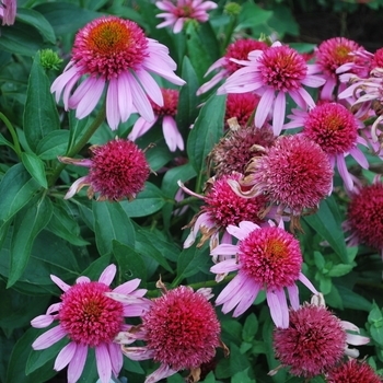 Echinacea x hybrida - Double Scoop™ Bubblegum Coneflower