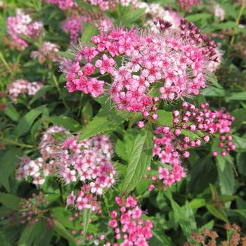 Spiraea x bumalda - Shirobana Spirea