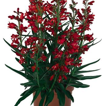 Penstemon barbatus - Pristine Scarlet Penstemon