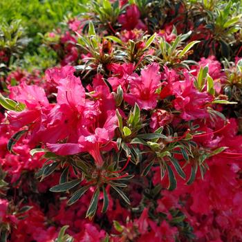 Rhododendron Girard Hybrid - Silver Sword Azalea