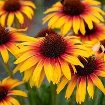 Echinacea purpurea - Fine Feathered&trade; Parrot Coneflower