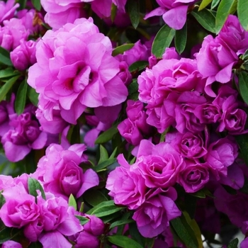 Rhododendron indica 'Amelia Rose' - Amelia Rose Azalea