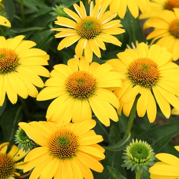 Echinacea hybrida - Sombrero&reg; Lemon Yellow Echinacea