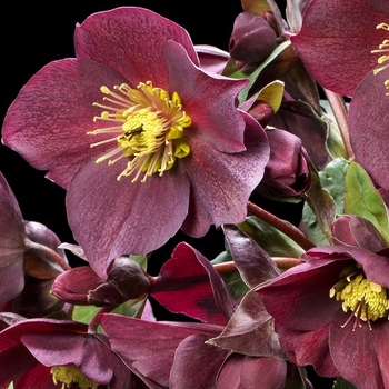 Helleborus ''COSEH 4100'' - HGC&reg; Ice N' Roses® Red Hellebore