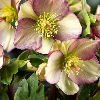 Helleborus ''HG 1428'' - HGC&reg; Ice N' Roses® Purple Sunrise Hellebore