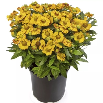Helenium autumnale - Hayday&trade; Gold Bicolor Helenium