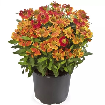 Helenium autumnale - Hayday&trade; Red Bicolor Helenium