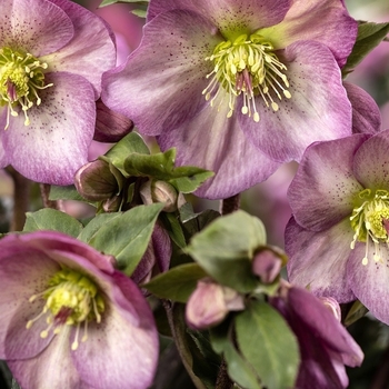 Helleborus x ericsmithii 'HG 1412’ - HGC® Ice N' Roses® Pink Promise Hellebore
