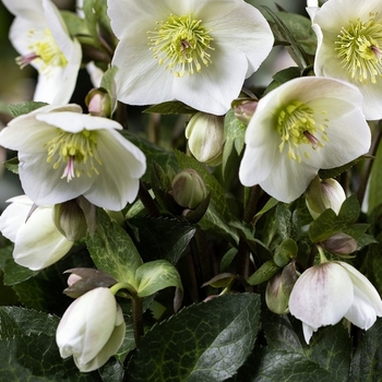 Helleborus x ballardiae 'HM 1222' - HGC® Ice N' Roses® Mia Marble Hellebore