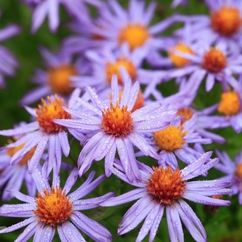 Symphyotrichum novi-belgii 'Professor Anton Kippenberg' - Professor Anton Kippenberg Michaelmas Daisy