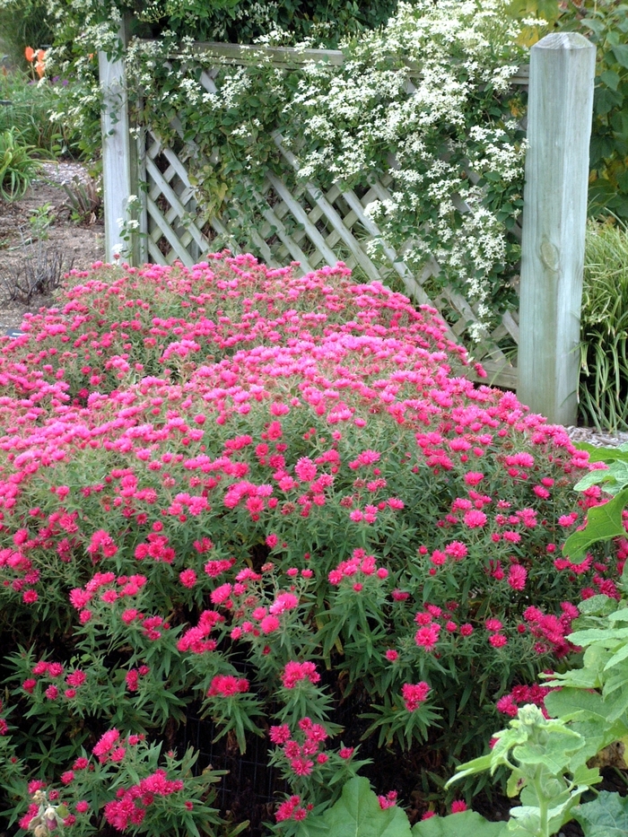 'Alma Potschke' - Aster novae-angliae (Hardy NE Aster) from Berwyn Plants