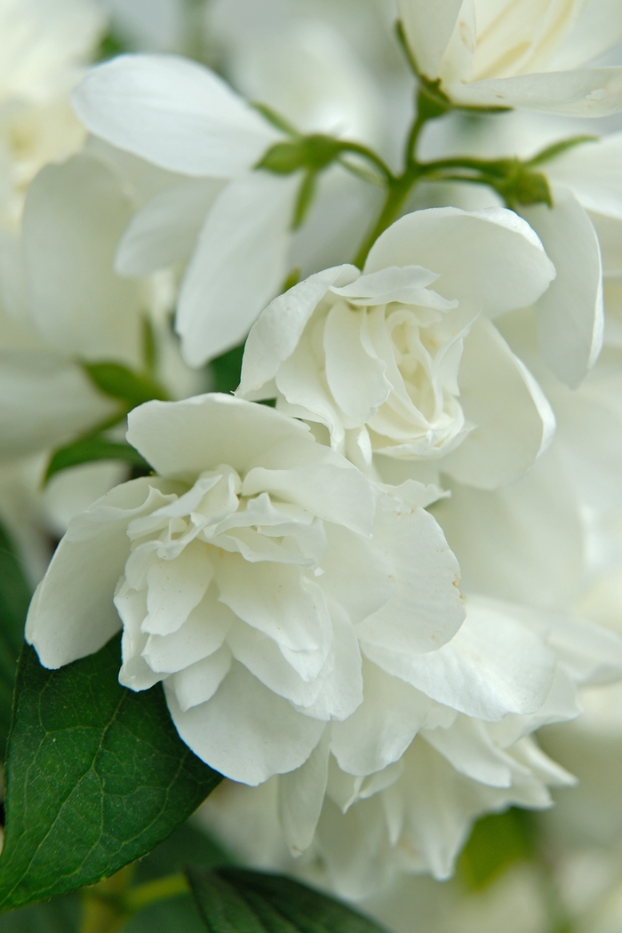 Snowbelle Mock Orange (3 Gallon) - Philadelphus from Berwyn Plants