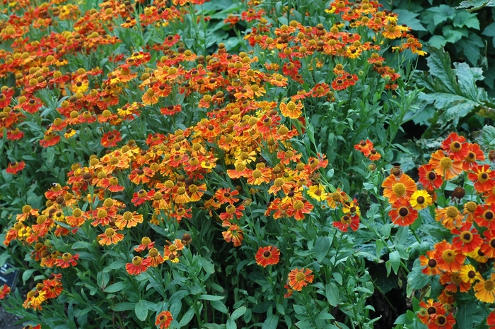 Moerheim Beauty Helenium - Helenium autumnale 'Moerheim Beauty' from Berwyn Plants