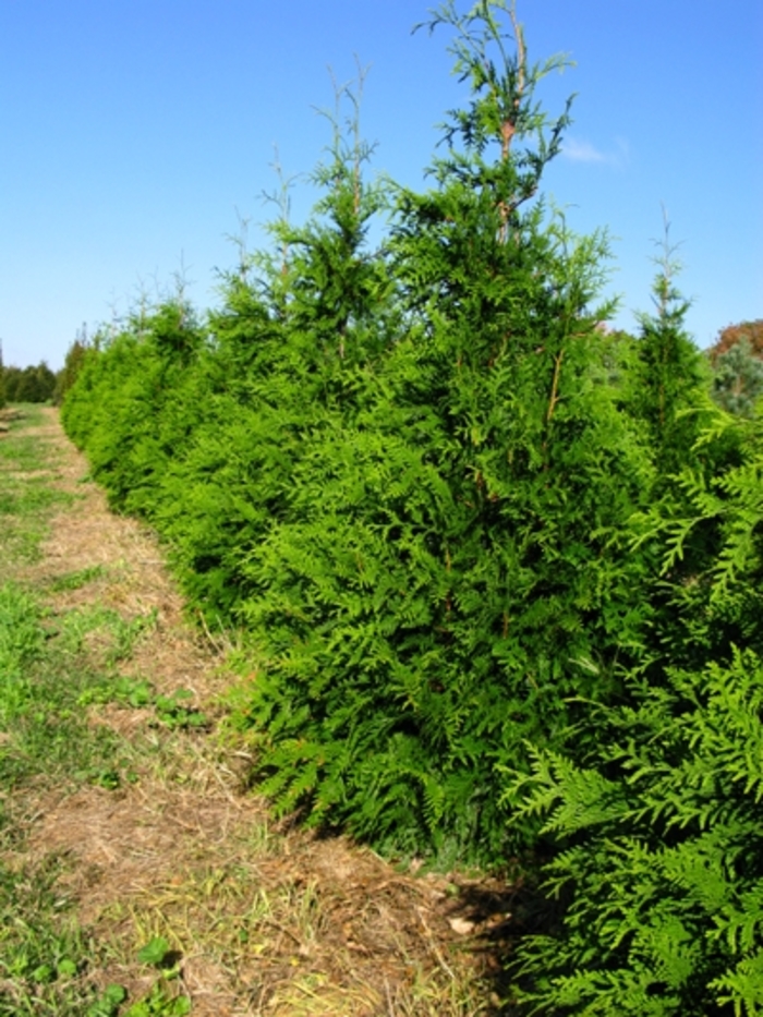 Green Giant Arborvitae - Thuja from Berwyn Plants