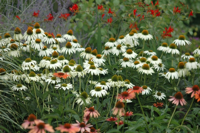 White Swan Coneflower - Echinacea purpurea from Berwyn Plants